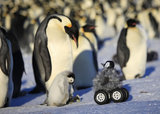 BBC南极皇帝企鹅生态纪录片 超萌“企鹅特务”助拍摄
